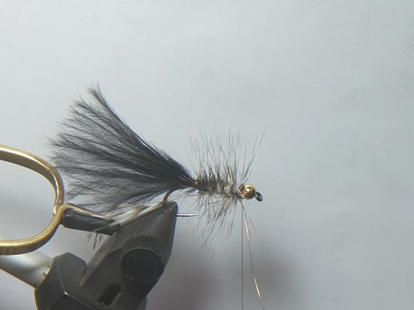 FOSAF_3584.jpg