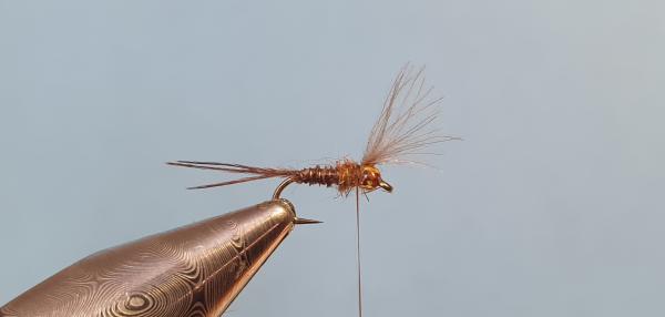 FOSAF_4066.jpg