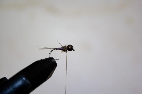 FOSAF_4112.jpg