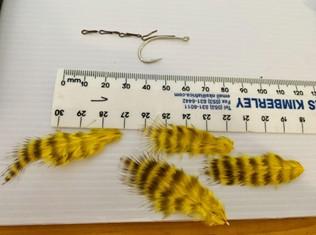 FOSAF_5797.jpg