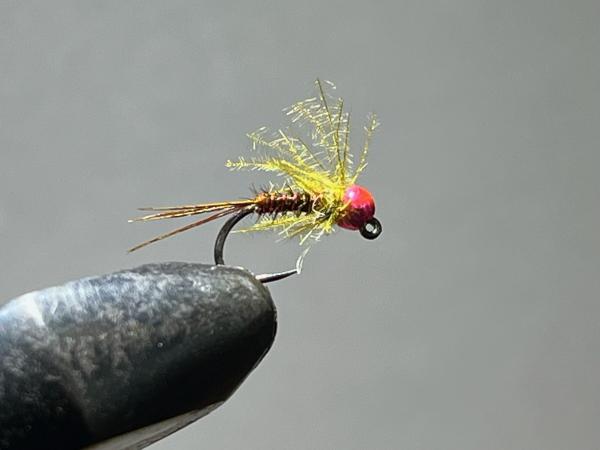 FOSAF_6115.jpg