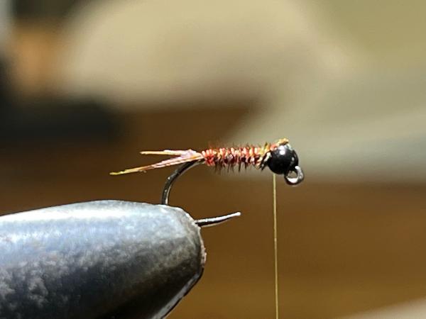 FOSAF_6119.jpg