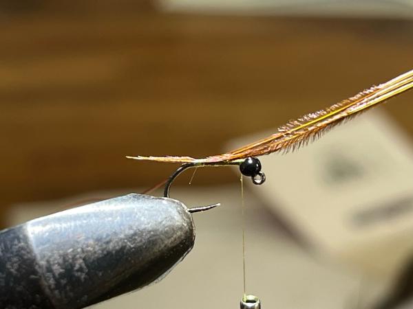 FOSAF_6121.jpg