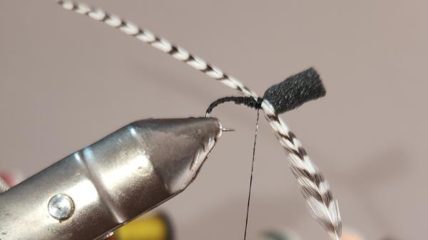 FOSAF_6491.jpg